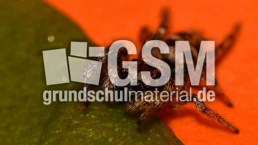 Springspinne (10).jpg